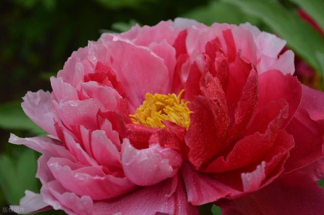 牡丹花海醉游人