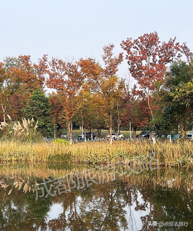 成都最美水杉红了，染红了湖面，不要门票，地铁公交直达！