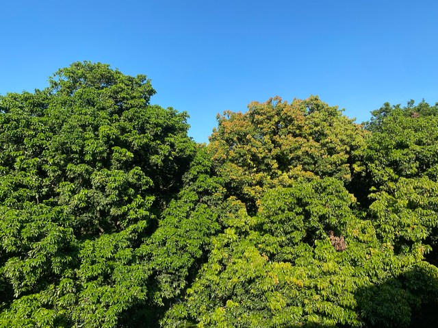 麒麟山真理公园1：这里的美景惊艳整个黄埔，你来过这里吗？