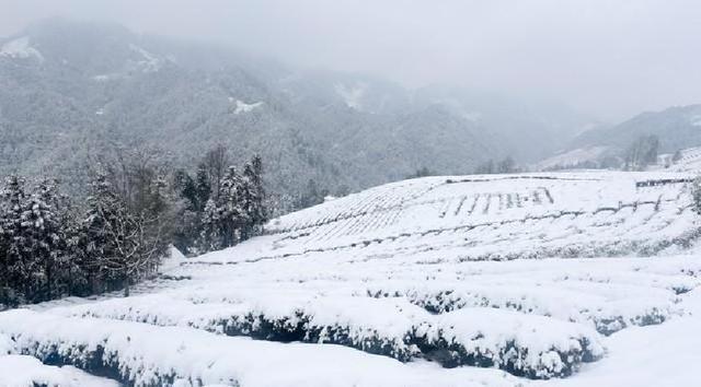 “小雪不过午，冬天冻死牛”，明日小雪几点？今年冬天冷到哭吗？