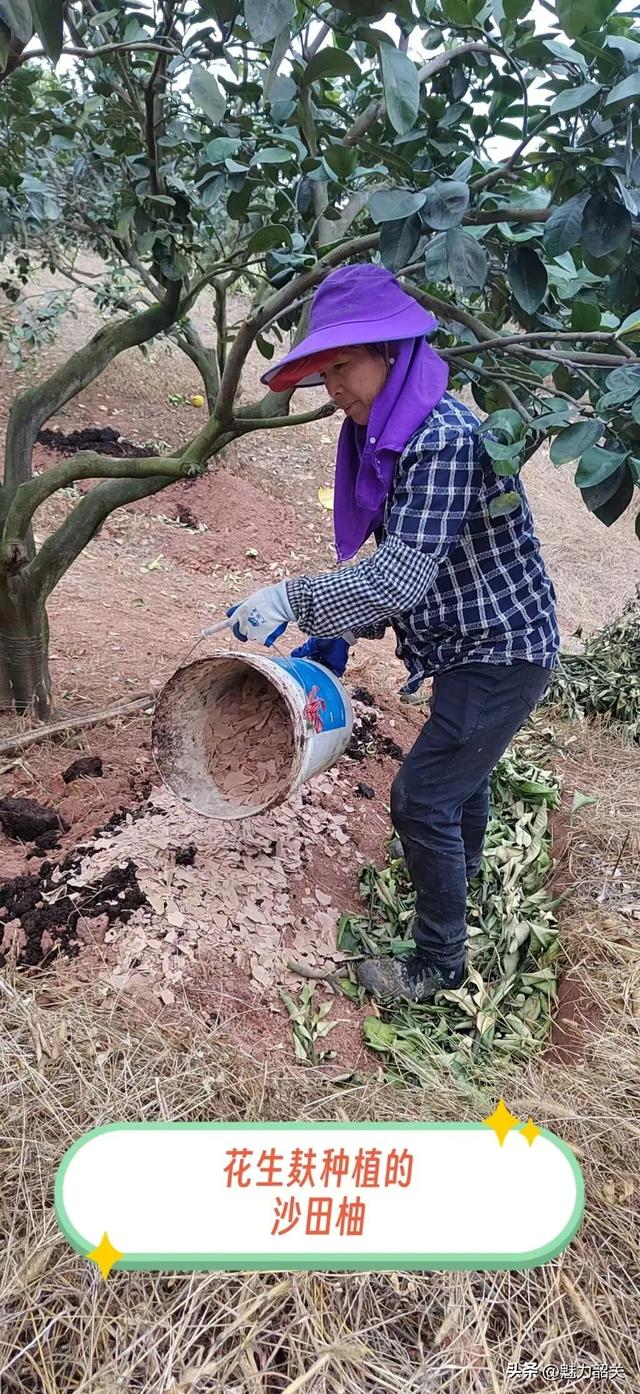 走，去韶关果园吃沙田柚！