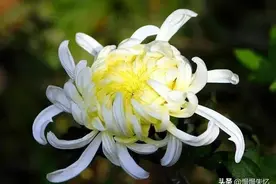 20首最美菊花诗，月明阶下窗纱薄，多少清香透入来图片