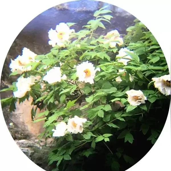 巢湖银屏山牡丹盛开