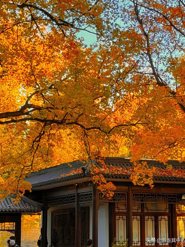 11月9日实拍！没人说地坛红叶这么好看啊…