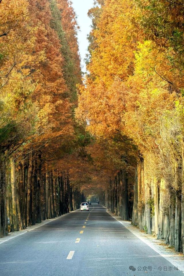 出片率100%！为崇州这些高颜值路连发三天朋友圈！