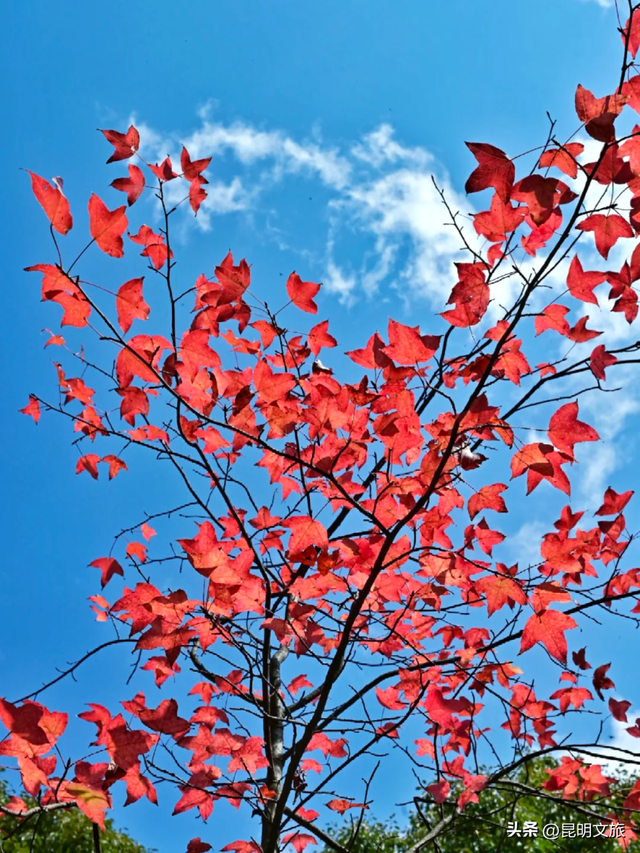 初冬出片C位！昆明这个地方必须榜上有名，周末抓紧冲~