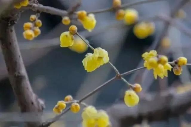 济南第一波蜡梅开了！这些赏梅地，赶紧冲！