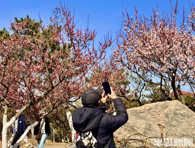 踏雪寻梅正当时！青岛梅花节3月13日启幕，非遗市集+美食等你来！