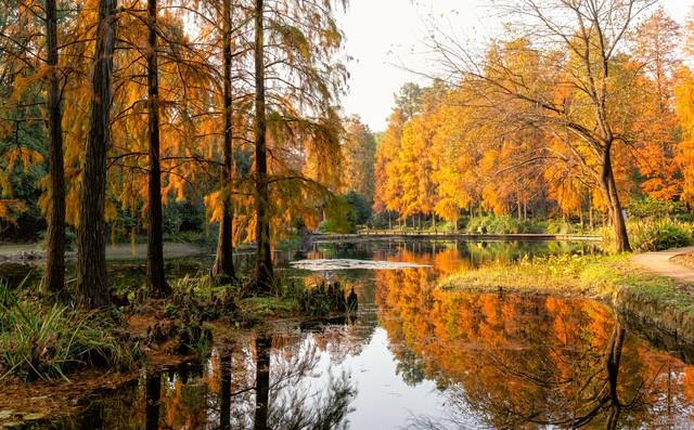 藏不住了！赣州这5处银杏秘境，惊艳了整个赣南秋天