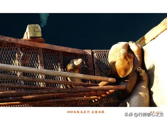 南极南美三国行游影记（71）—阿根廷马德林港（二）