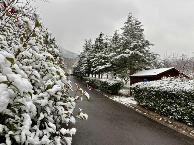 瑞雪飘然而至中国海滨城市青岛