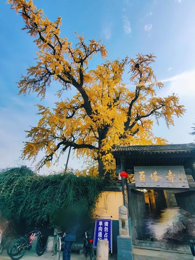 藏在秦岭天子峪里的低调古刹，1700年银杏为伴无商业化知道在哪吗