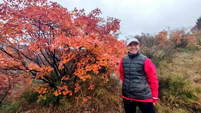 雾锁风挡山，红叶引客来