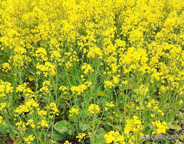 成都最浪漫的玉兰花开了，油菜花和玉兰花惊艳同框，让人赏心悦目