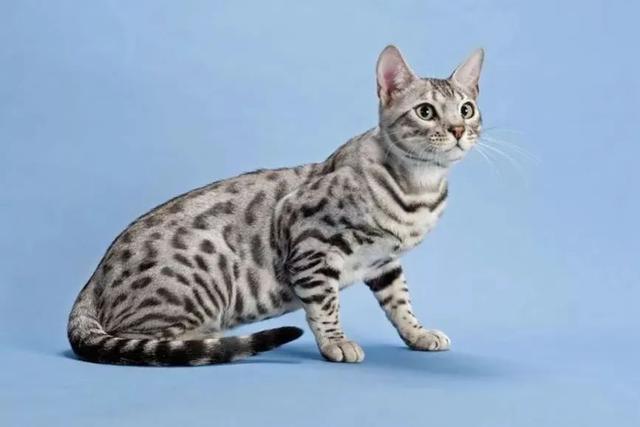 全世界100个宠物猫品种大赏！