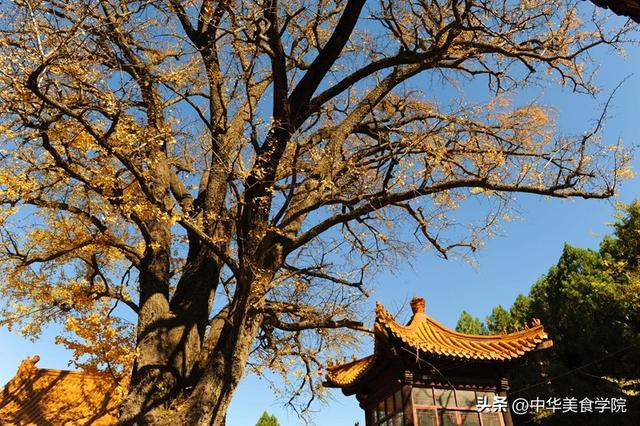 淌豆寺：怪怪的名字，孤傲的千年银杏