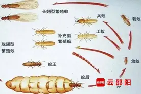 家中出现成片“飞虫”？专家：属于白蚁成虫 要及时消杀图片