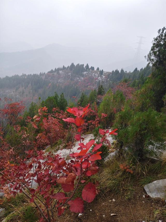 去博山盆泉张丹顶赏红叶