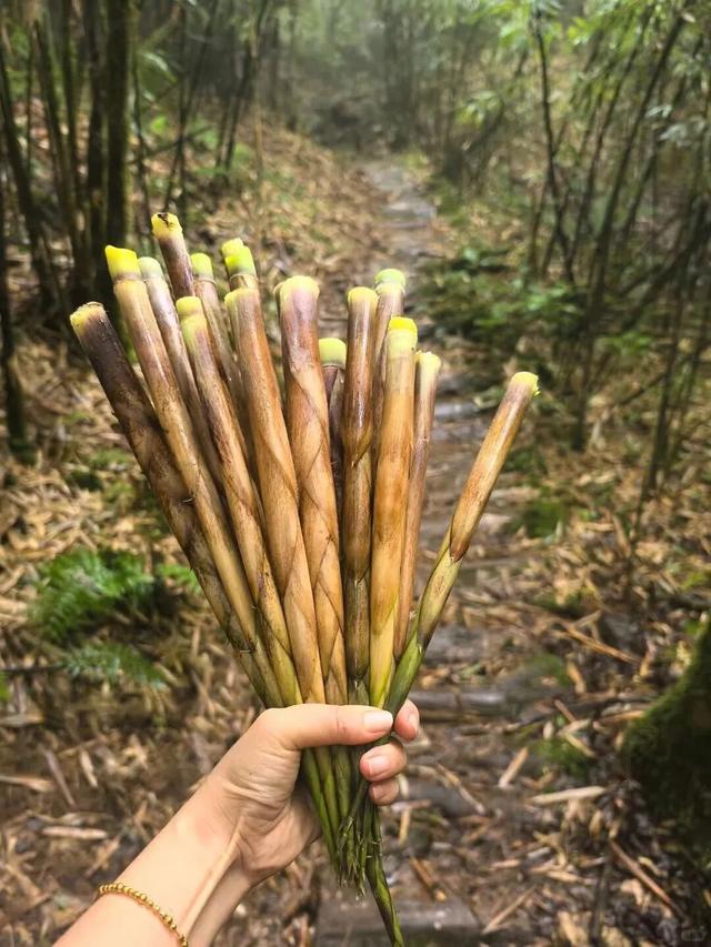 【跟着川超游雅安】国庆中秋最全玩法出炉！雅安给你安排巴适！