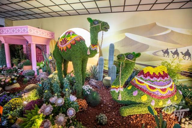 全是人人人人人！一年一度杭州“顶流”人气菊花展登场