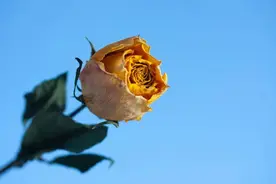 当一个情人想要和你了断的时候，一般会释放下面三个信号，要明白图片