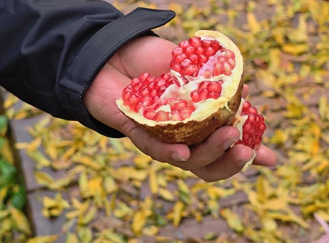 榴住五百秋：在淮北明清古园，啖一口时光的甘甜