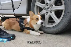 全国首只柯基警犬“福仔”，顺利转正了图片