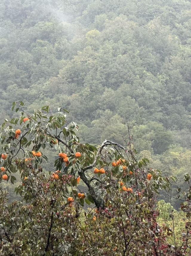 黄柏塬：山居听雨
