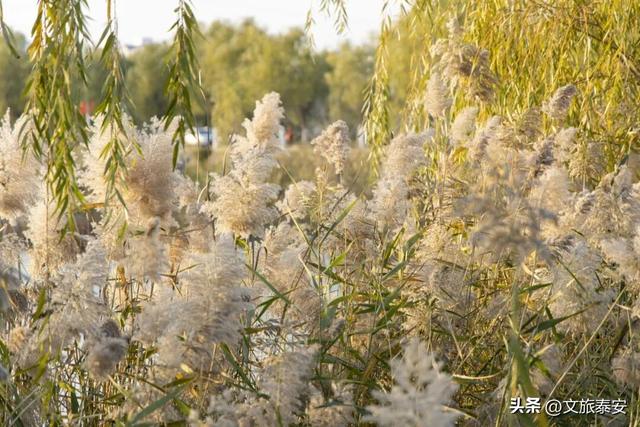 解锁「美拉德」色系！东平的秋天是懂氛围感的，朋友圈晒这些图绝对赢麻！