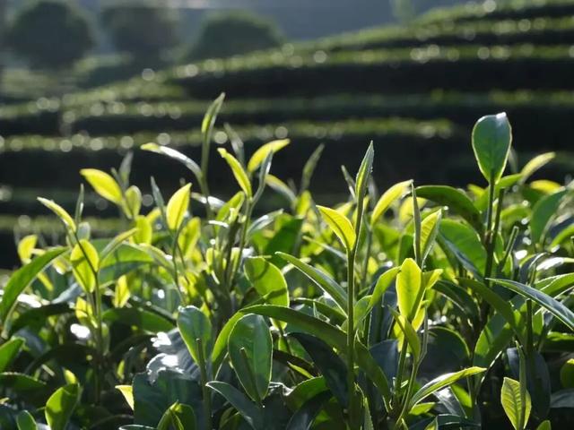 车轮停转，茶香登场！除了骑行，普洱的这些地方你值得去→