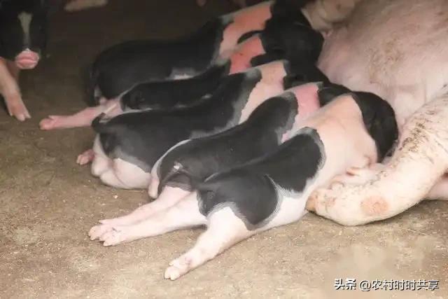 养殖母猪有窍门，6大技巧助你轻松年赚60万，你想知道吗？