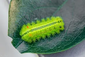 民间神兽 洋辣子图片