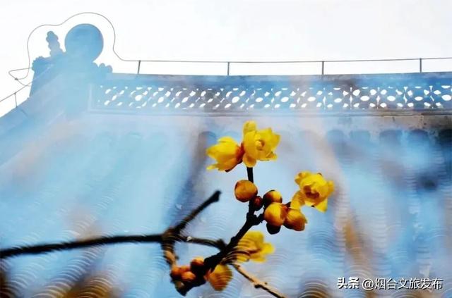 【乐游烟台】周末好去处丨全是花花！烟台神仙小店被花包围了