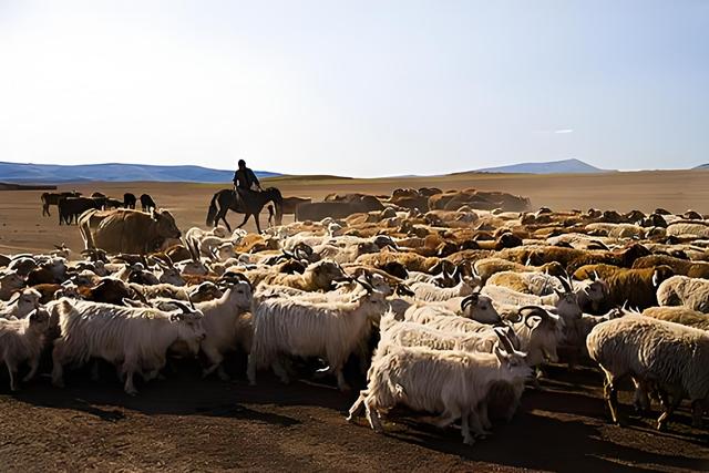 转场记4：阿勒泰的牧民转场，是一家人用脚步丈量四季的永恒旅程