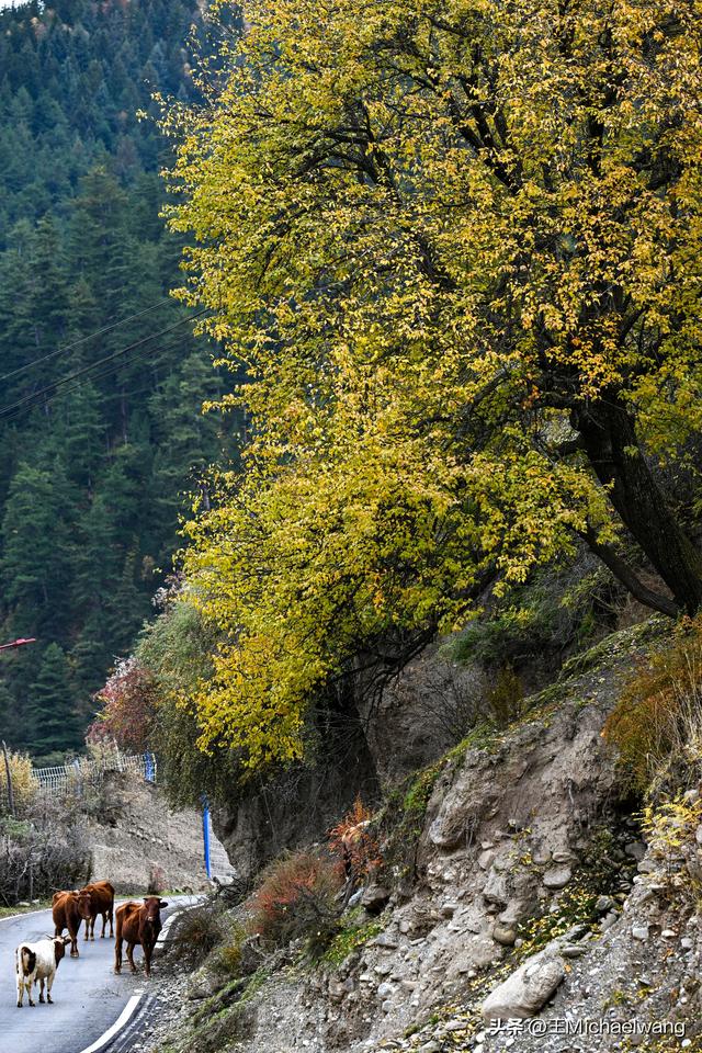 古意秋风三万里（D30）-从迭部到松潘