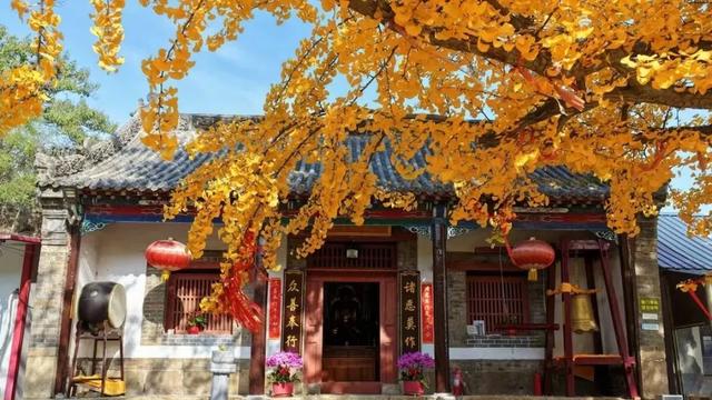 济南的这些千年银杏树美得正当时，最后“黄金期”快去打卡！