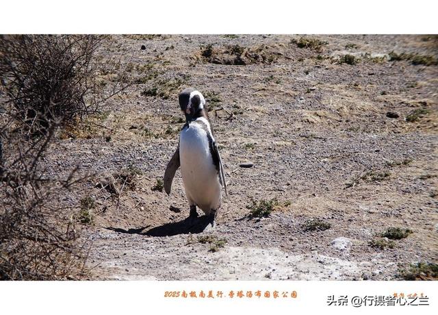 南极南美三国行游影记（76）—阿根廷旁塔汤布国家公园（三）