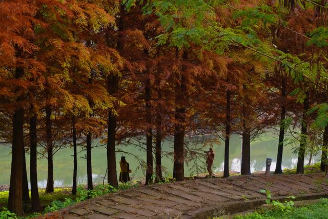 人少景美超出片!重庆这片浪漫杉林进入最佳观赏期