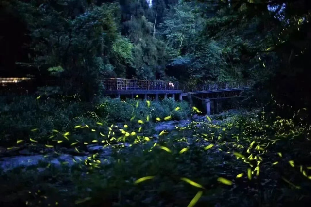 上央视的天台山萤火虫，这个国庆你确定不来看吗？🤩