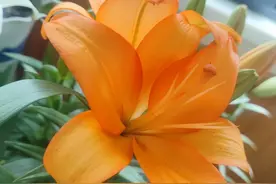 生活小妙招——大蒜的妙用图片