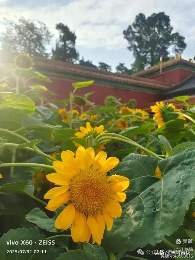 北京景山公园向日葵花海,夏日盛景| 申艳娟
