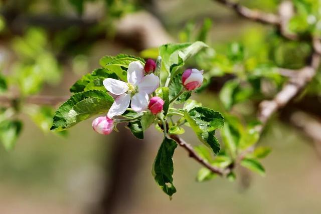 以花为序，礼县邀您共赴一场春日之约~