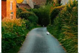 打官司——原告立案后多久才能收到传票？图片