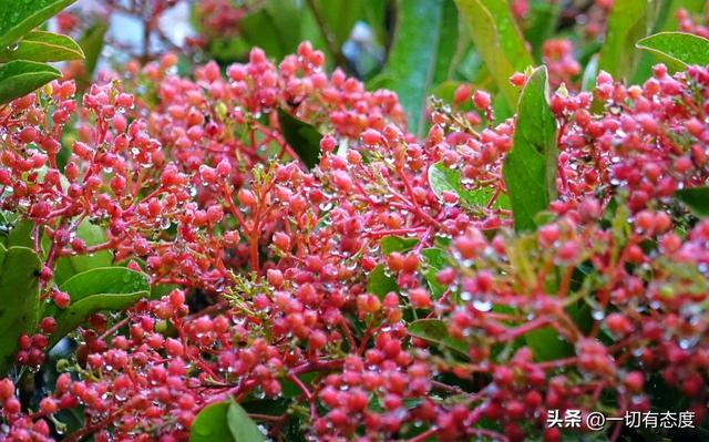 秋雨藏玄机！珊瑚果坠雨珠，把时光掰成慢镜头，谁看了不心动？