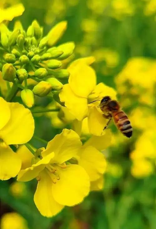【春景】油菜花的盛景