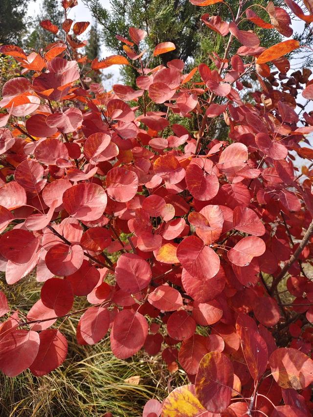 去博山盆泉张丹顶赏红叶