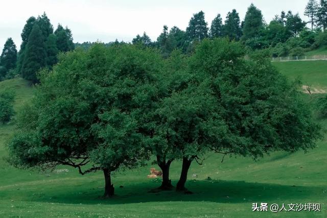 这5个宝藏避暑地，白天耍水、晚上盖被子，本地人都私藏！