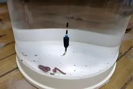 蚯蚓钓不到鱼？掌握这五个使用技巧，新手也能连竿爆护图片