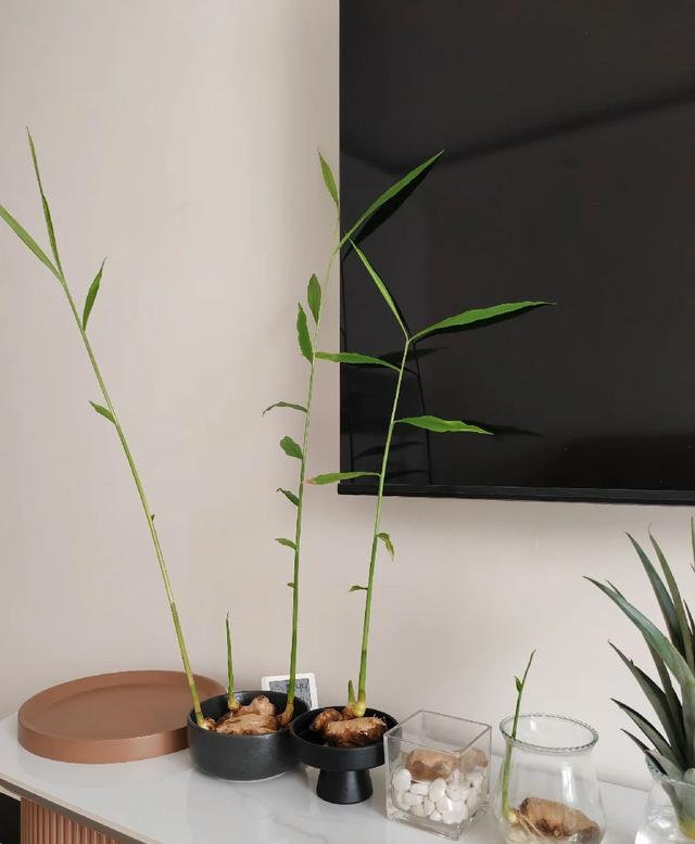 北京一姑娘“把生姜当绿植”养在客厅走红，网友：好美，好高级~