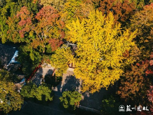 天平山红枫正式迈入最佳观赏期，美！